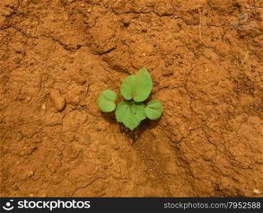 green plant growing between the cracks of a arid and dry desert