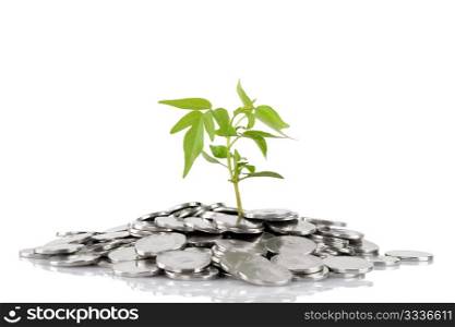 Green plant growing from the coins. Money financial concep