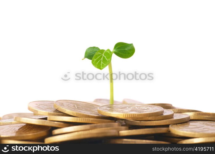 Green plant growing from the coins. Money financial concept.