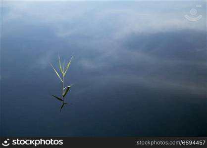 Green Plant Growing In Blue Water Reflecting Clouds