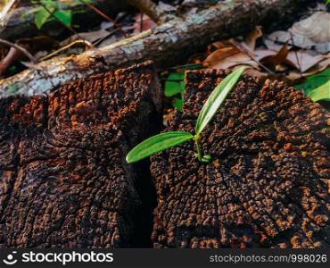 Green plant growing on dead tree trunk, green plant on stump