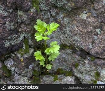 Green plant growing on rock