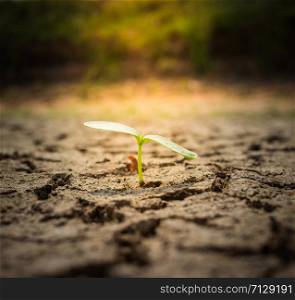 Green plant growing out of cracks in the earth