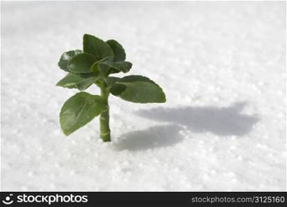 green plant growing through the snow