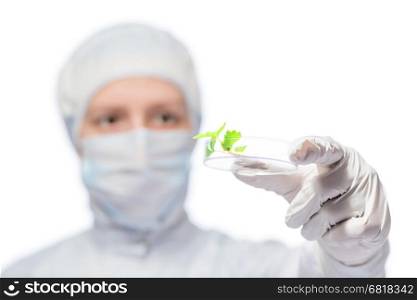 green plant in a glass tube in the hands of the biologist closeup