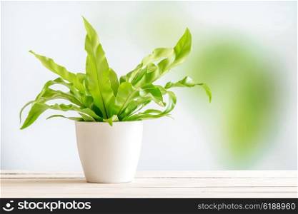 Green plant in a white flowerpot on a wooden desk