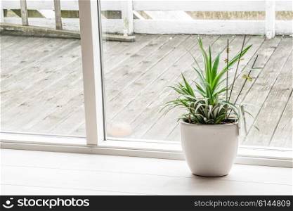 Green plant in an indoor pot near a terrasse