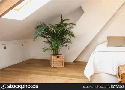 Green plant in basket in modern light bedroom, white walls and wooden floor modern design close-up retro. Green plant in basket in modern light bedroom, white walls and wooden floor modern design close-up