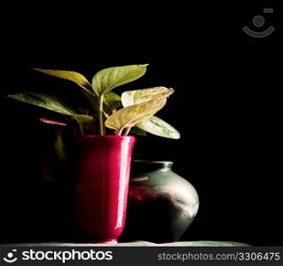 Green plant in Chinese pottery, Golden pothos (Scindapsus aureus)
