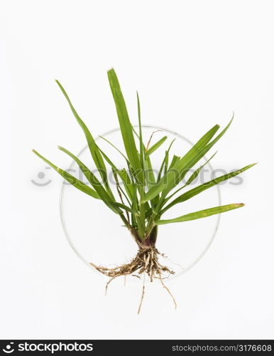 Green plant in petri dish on white background.