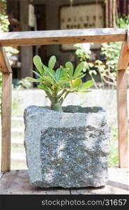 Green plant in stone pot with sunshie, stock photo