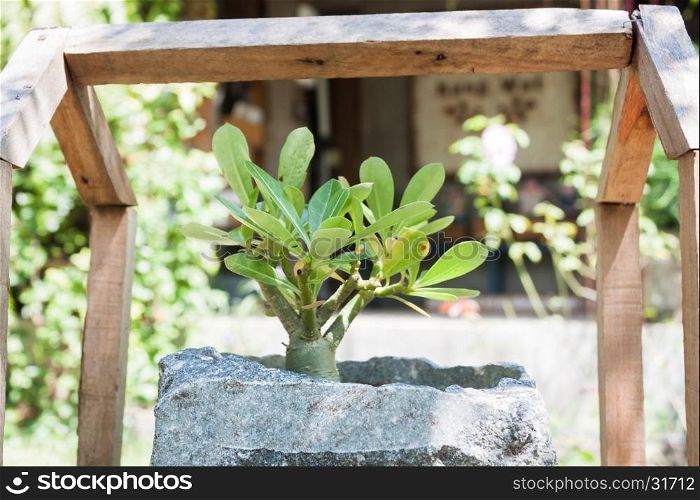 Green plant in stone pot with sunshie, stock photo