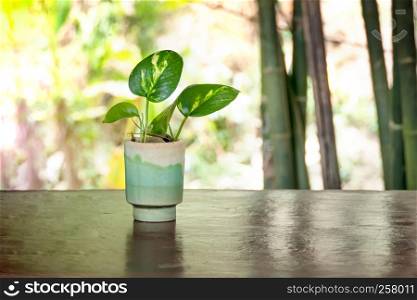 Green plant in vase decorated on wooden table. Green plant in vase