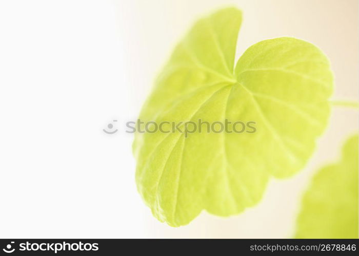 green plant leaf