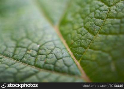 green plant leaf texture