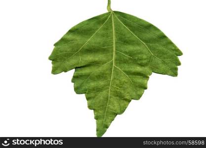 Green plant leaf with texture on white background