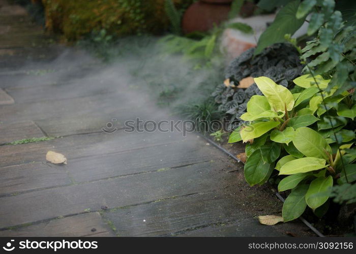 green plant leaves and dry ice smoke decorating in botany garden park