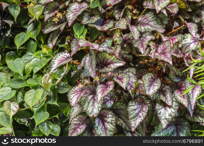 Green plant. leaves background. for your design