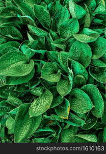 Green plant leaves background, top view. Nature