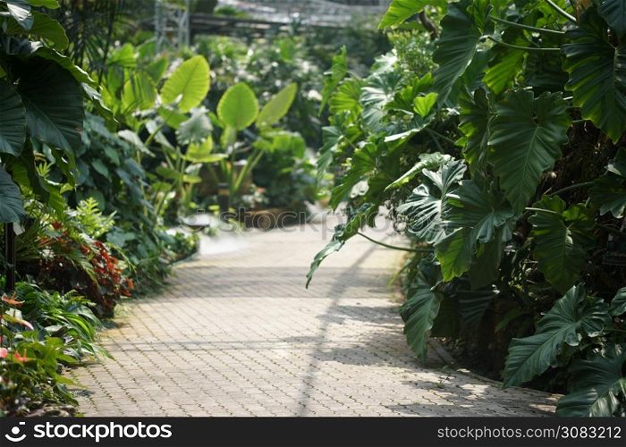 green plant leaves decorating in botany garden park