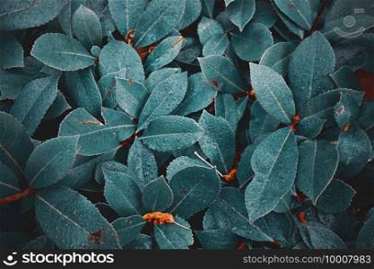                                green plant leaves in spring season, green background