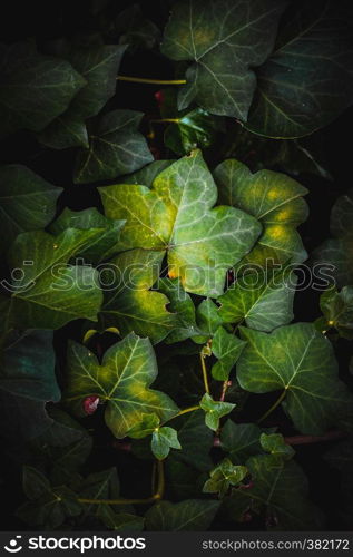 green plant leaves in springtime