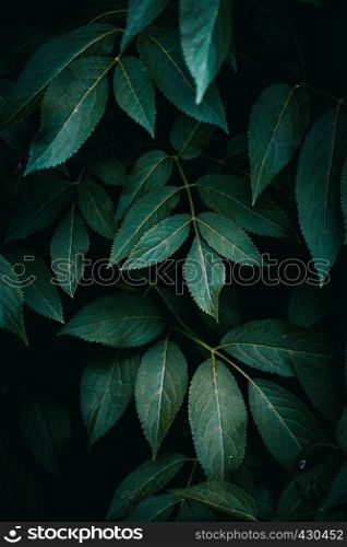 green plant leaves in springtime