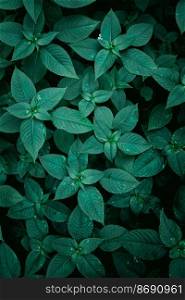                                 green plant leaves in springtime, green background
