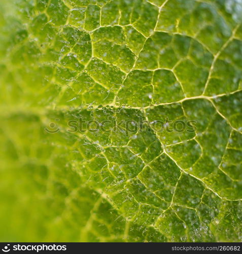 green plant leaves in the garden