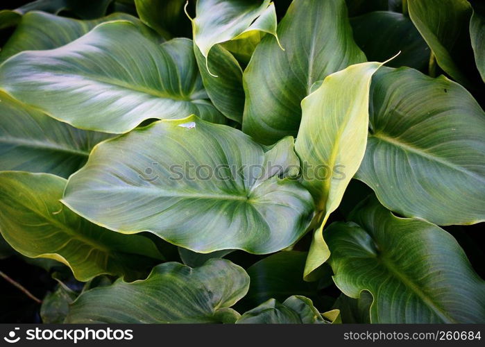 green plant leaves in the garden