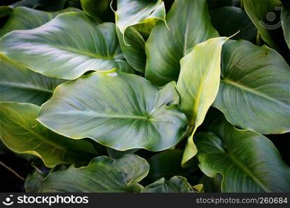 green plant leaves in the garden