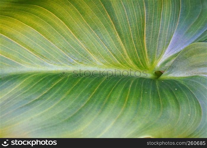 green plant leaves in the garden