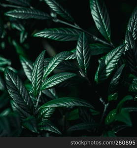 green plant leaves in the garden