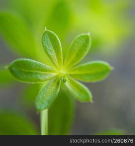 green plant leaves in the nature