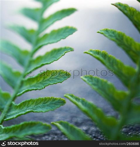 green plant leaves in the nature