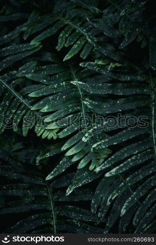 green plant leaves in the nature