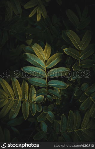 green plant leaves in the nature