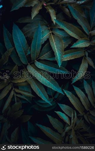 green plant leaves in the nature in autumn season, green background