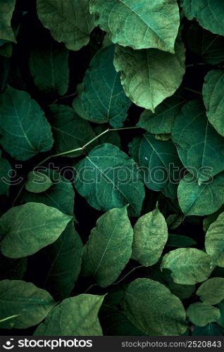 green plant leaves in the nature in spring season, green background