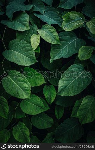 green plant leaves in the nature in spring season, green background