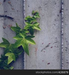 green plant leaves on the wall