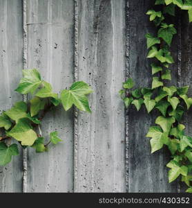 green plant leaves on the wall