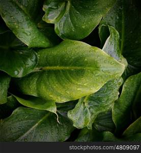 green plant leaves texture