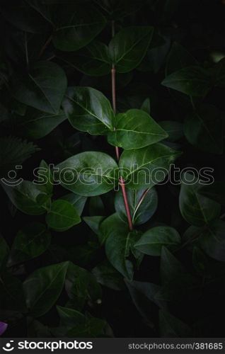 green plant leaves texture in springtime