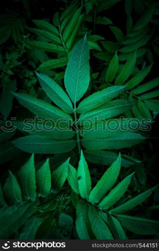 green plant leaves texture in the garden in summer