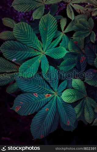 green plant leaves textured background in the garden in the nature