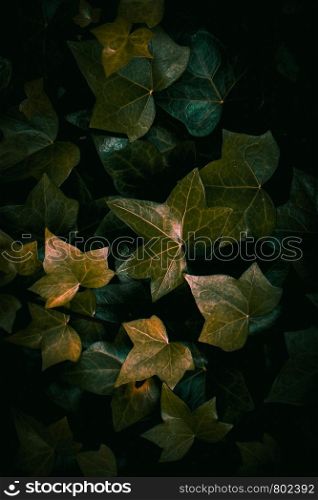 green plant leaves textured background in the garden in the nature