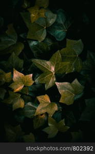 green plant leaves textured background in the garden in the nature