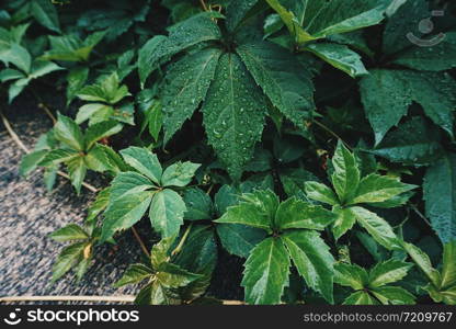 green plant leaves textured in autumn in the nature