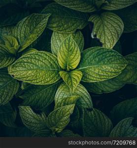 green plant leaves textured in autumn in the nature